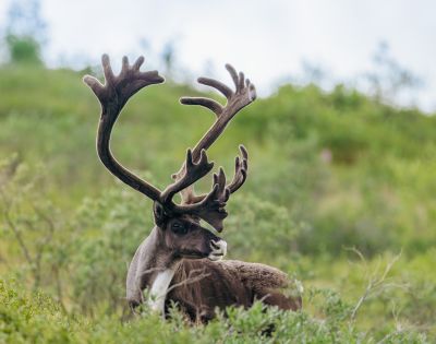 A majestic reindeer with large antlers stands amidst lush greenery, showcasing its elegant profile against a blurred natural backdrop.