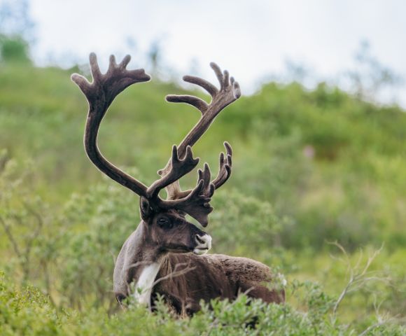 A majestic reindeer with large antlers stands amidst lush greenery, showcasing its elegant profile against a blurred natural backdrop.