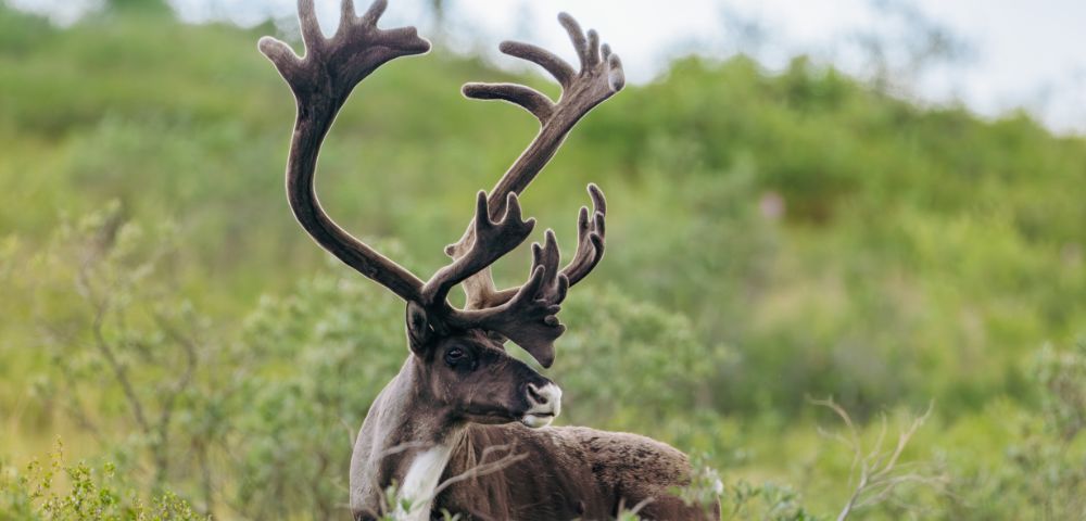 A majestic reindeer with large antlers stands amidst lush greenery, showcasing its elegant profile against a blurred natural backdrop.