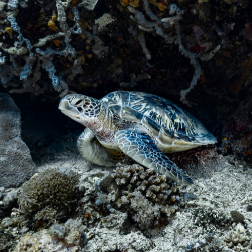 A sea turtle resting on the ocean floor near colorful corals and marine life, surrounded by a vibrant underwater landscape.