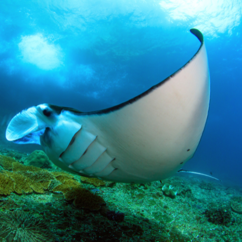 The image features a majestic manta ray gliding gracefully over a vibrant coral reef underwater. Its broad, flat body and wing-like pectoral fins create a striking silhouette against the blue ocean backdrop. The manta ray's cephalic fins are rolled up, and its mouth is slightly open, showcasing its gentle and awe-inspiring presence. The colorful coral and marine life beneath add to the scene's richness, highlighting the beauty and diversity of underwater ecosystems.