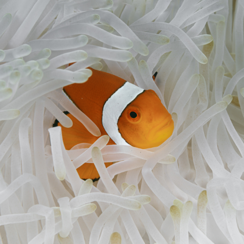 The image features a close-up of a vibrant orange clownfish nestled among the white tentacles of a sea anemone. The clownfish's bright coloration contrasts beautifully with the soft, pale background, highlighting its small, rounded face and expressive eye. The scene captures a peaceful moment of symbiosis in a coral reef environment, emphasizing the striking beauty and delicate balance of marine life.
