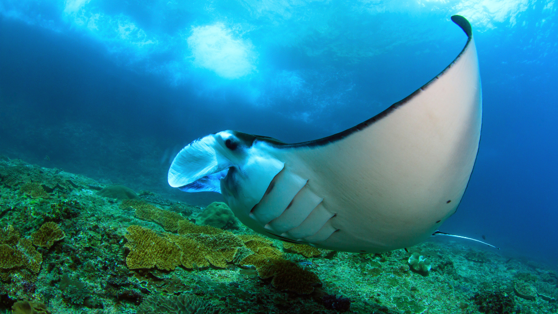 The image features a majestic manta ray gliding gracefully over a vibrant coral reef underwater. Its broad, flat body and wing-like pectoral fins create a striking silhouette against the blue ocean backdrop. The manta ray's cephalic fins are rolled up, and its mouth is slightly open, showcasing its gentle and awe-inspiring presence. The colorful coral and marine life beneath add to the scene's richness, highlighting the beauty and diversity of underwater ecosystems.