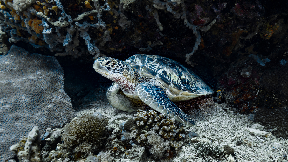 A sea turtle resting on the ocean floor near colorful corals and marine life, surrounded by a vibrant underwater landscape.
