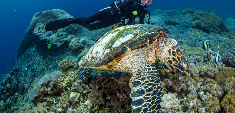 A diver swims closely above a large sea turtle gliding over vibrant coral reefs in a clear blue ocean.