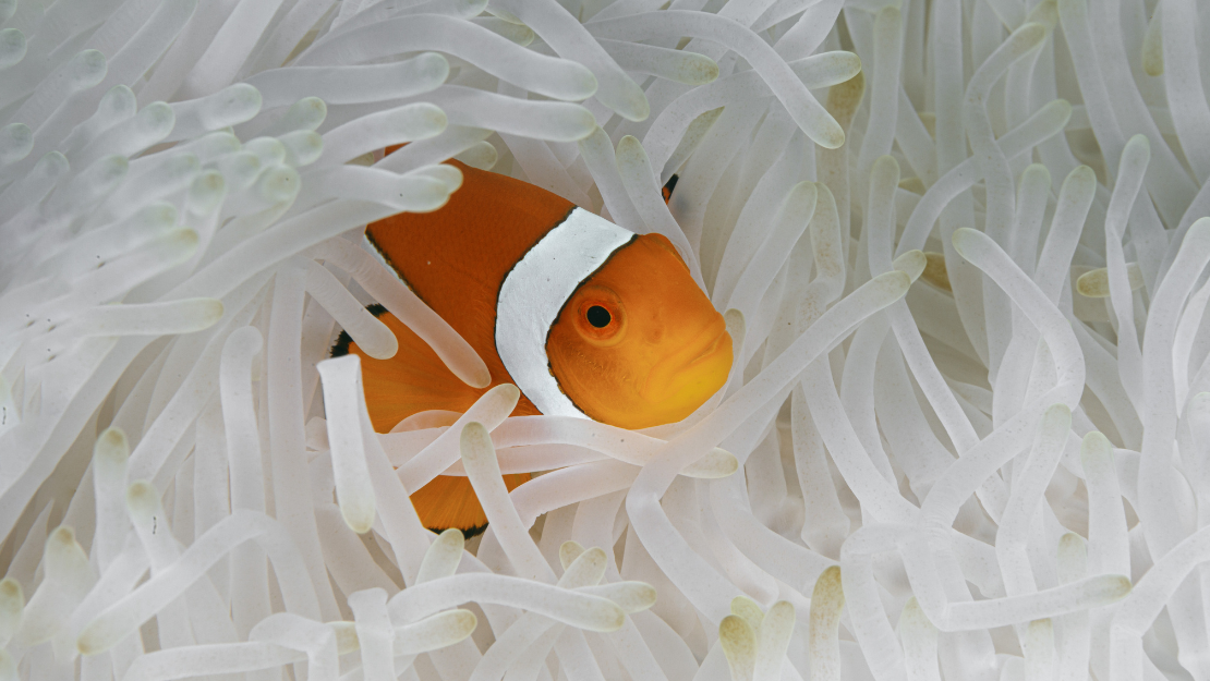 The image features a close-up of a vibrant orange clownfish nestled among the white tentacles of a sea anemone. The clownfish's bright coloration contrasts beautifully with the soft, pale background, highlighting its small, rounded face and expressive eye. The scene captures a peaceful moment of symbiosis in a coral reef environment, emphasizing the striking beauty and delicate balance of marine life.
