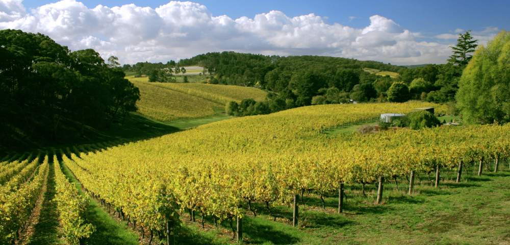 A vineyard with neatly aligned grapevines on gently sloping hills, under a clear sky with scattered clouds and surrounded by lush green trees.