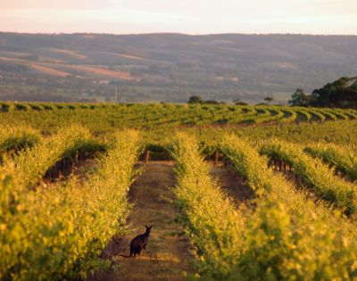 A vineyard with rows of grapevines stretching into the distance, set against rolling hills and a hazy sky, captured with a soft focus effect.