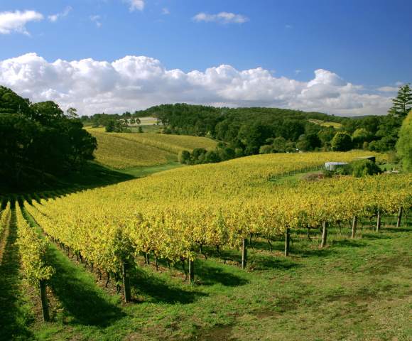 A vineyard with neatly aligned grapevines on gently sloping hills, under a clear sky with scattered clouds and surrounded by lush green trees.