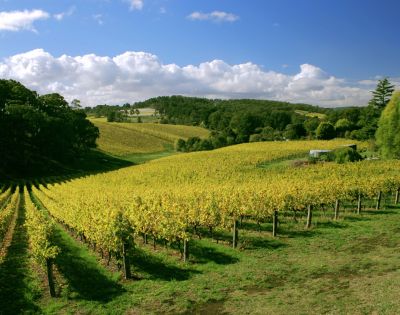 A vineyard with neatly aligned grapevines on gently sloping hills, under a clear sky with scattered clouds and surrounded by lush green trees.