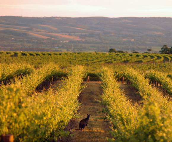 A vineyard with rows of grapevines stretching into the distance, set against rolling hills and a hazy sky, captured with a soft focus effect.