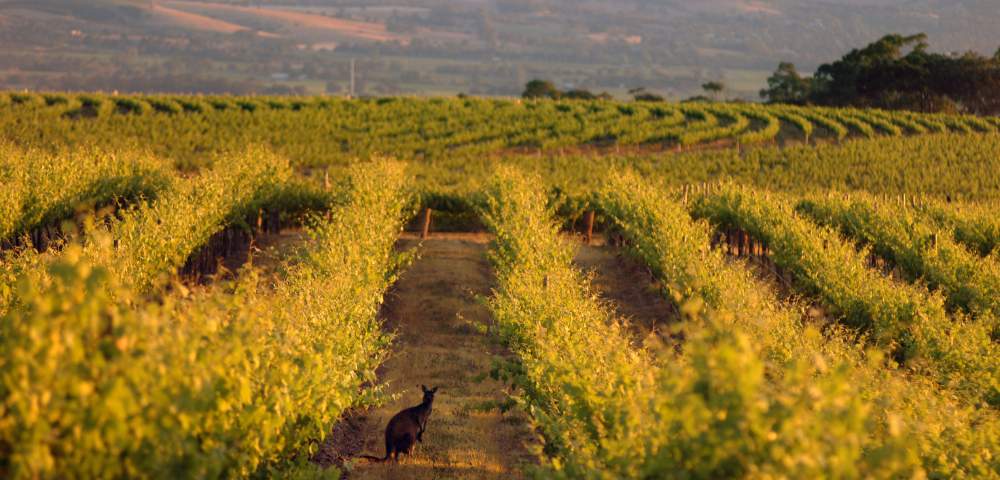 A vineyard with rows of grapevines stretching into the distance, set against rolling hills and a hazy sky, captured with a soft focus effect.