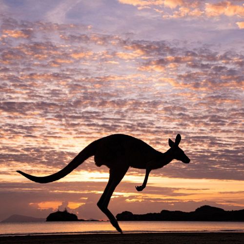 Silhouette of a kangaroo against a colorful sunset sky.