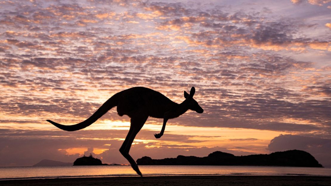 Silhouette of a kangaroo against a colorful sunset sky.