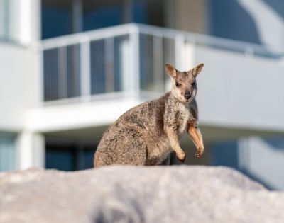 A wallaby stands on a large rock in front of a modern building with balconies. The scene conveys a playful contrast between nature and urban life.