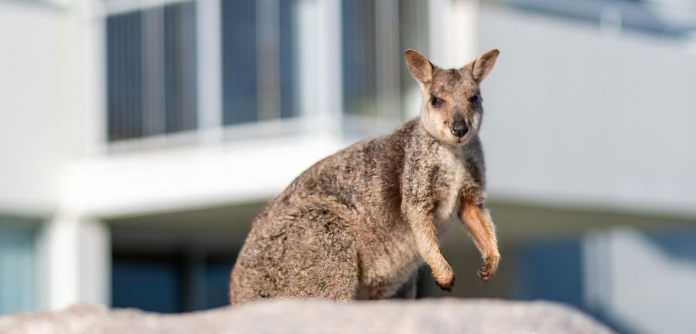A wallaby stands on a large rock in front of a modern building with balconies. The scene conveys a playful contrast between nature and urban life.