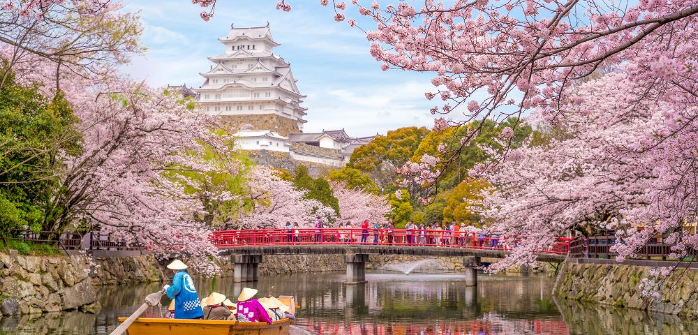 A traditional Japanese castle is surrounded by blooming cherry blossom trees, creating a picturesque spring scene. A red bridge crosses a calm waterway in front of the castle, adding vibrant contrast to the pink blossoms.