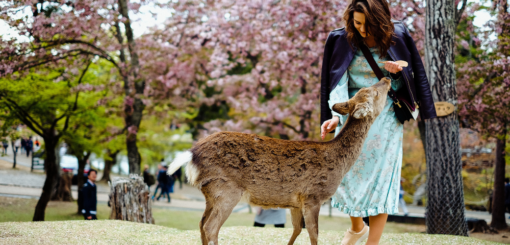 Best of Japan Image 2