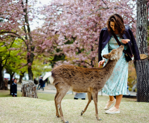 Best of Japan Image 2