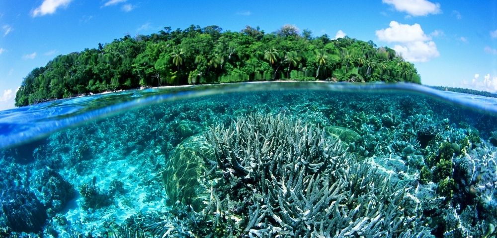 Split-view of a tropical island with lush greenery above and vibrant coral reef beneath clear blue water. The scene is serene and picturesque.