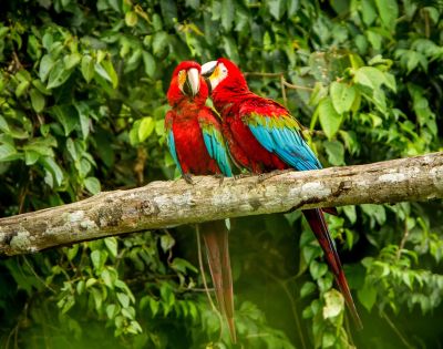 A colorful scarlet macaw perched on a tree branch surrounded by lush tropical foliage. Its bright red, blue, and yellow feathers stand out vividly against the greenery.