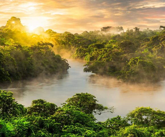 A dense green rainforest with a river winding through the trees under a golden sunrise. Mist rises above the canopy, creating a serene and natural atmosphere