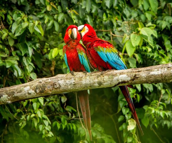 A colorful scarlet macaw perched on a tree branch surrounded by lush tropical foliage. Its bright red, blue, and yellow feathers stand out vividly against the greenery.