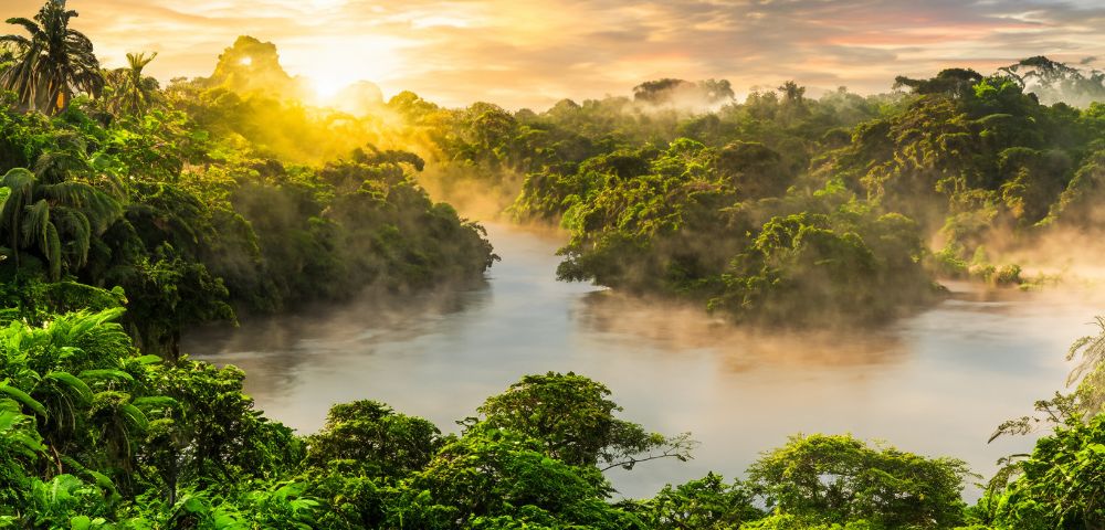 A dense green rainforest with a river winding through the trees under a golden sunrise. Mist rises above the canopy, creating a serene and natural atmosphere