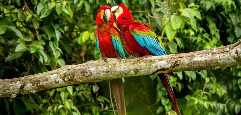 A colorful scarlet macaw perched on a tree branch surrounded by lush tropical foliage. Its bright red, blue, and yellow feathers stand out vividly against the greenery.