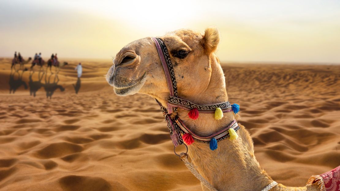 Camel in colorful harness and tassels stands on a sunlit desert with rippled sand dunes. A distant figure walks, creating a serene, warm atmosphere.
