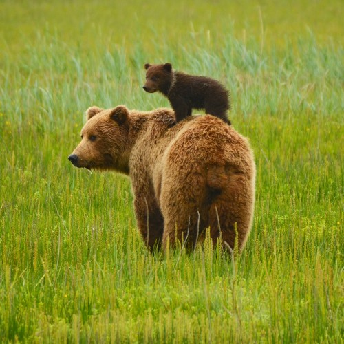A brown bear stands in a lush green field with a bear cub playfully balancing on its back. The scene conveys warmth and tranquility.