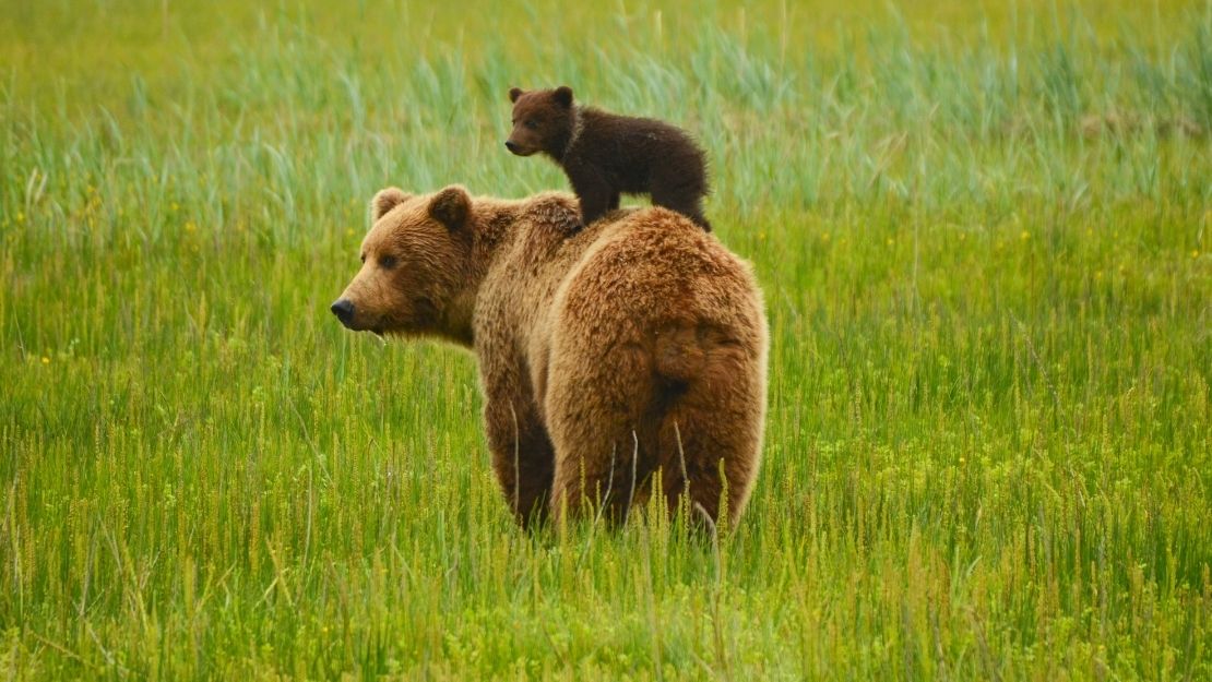 A brown bear stands in a lush green field with a bear cub playfully balancing on its back. The scene conveys warmth and tranquility.