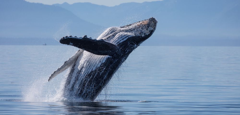 A whale breaches the calm ocean surface against a backdrop of distant mountains and a clear sky, creating a dramatic splash.