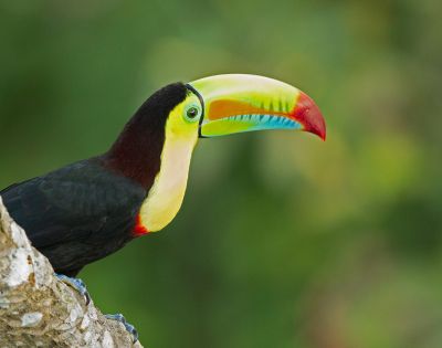 A vibrant toucan with a colorful beak features prominently. It perches on a branch, the lush green background suggesting a serene tropical forest.