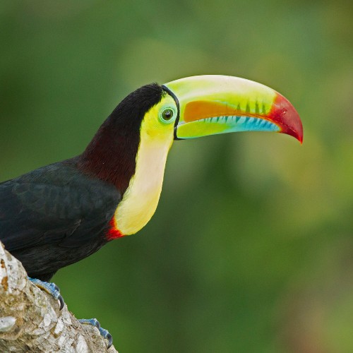 A vibrant toucan with a colorful beak features prominently. It perches on a branch, the lush green background suggesting a serene tropical forest.