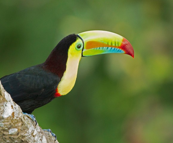 A vibrant toucan with a colorful beak features prominently. It perches on a branch, the lush green background suggesting a serene tropical forest.