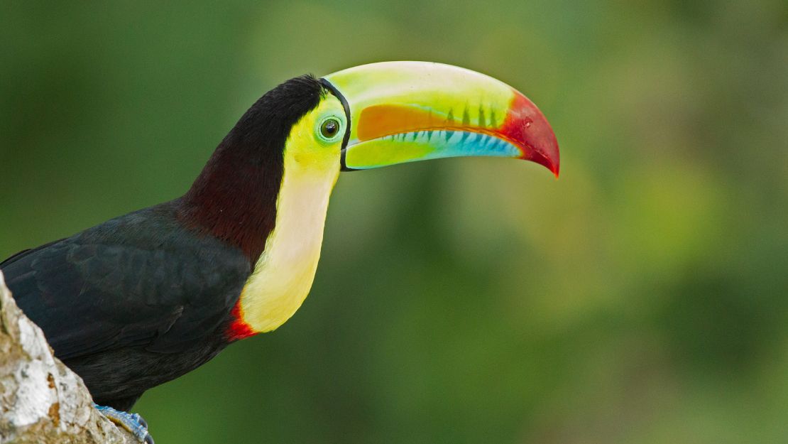 A vibrant toucan with a colorful beak features prominently. It perches on a branch, the lush green background suggesting a serene tropical forest.
