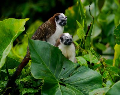 Two small monkeys with brown and white fur sit amidst lush green leaves, conveying a sense of curiosity and tranquility in their natural habitat.