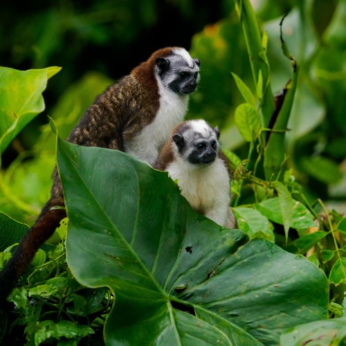 Two small monkeys with brown and white fur sit amidst lush green leaves, conveying a sense of curiosity and tranquility in their natural habitat.