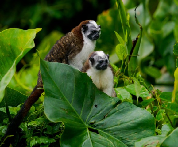 Two small monkeys with brown and white fur sit amidst lush green leaves, conveying a sense of curiosity and tranquility in their natural habitat.