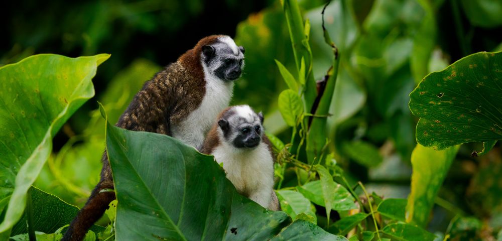 Two small monkeys with brown and white fur sit amidst lush green leaves, conveying a sense of curiosity and tranquility in their natural habitat.