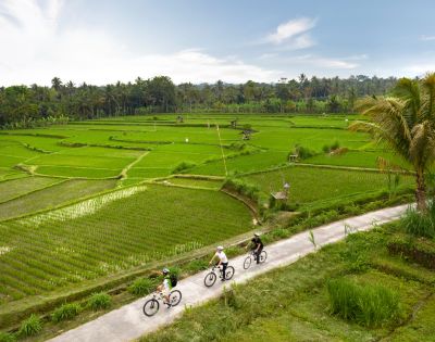 Four cyclists ride on a narrow path through lush, terraced rice paddies. The sky is partly cloudy, and palm trees border the vibrant green fields.