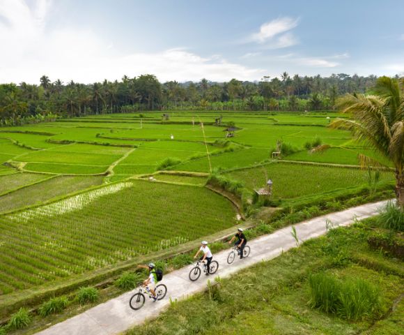 Four cyclists ride on a narrow path through lush, terraced rice paddies. The sky is partly cloudy, and palm trees border the vibrant green fields.