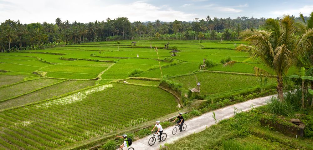 Four cyclists ride on a narrow path through lush, terraced rice paddies. The sky is partly cloudy, and palm trees border the vibrant green fields.