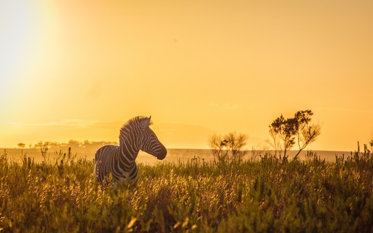 A zebra stands in tall grass at sunset, silhouetted against a golden sky. The scene exudes tranquility with distant trees adding depth.