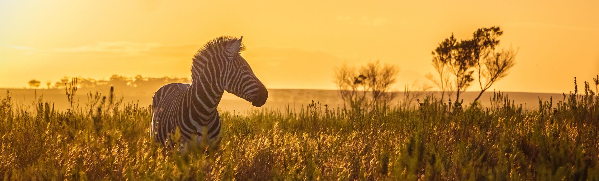 A zebra stands in tall grass at sunset, silhouetted against a golden sky. The scene exudes tranquility with distant trees adding depth.