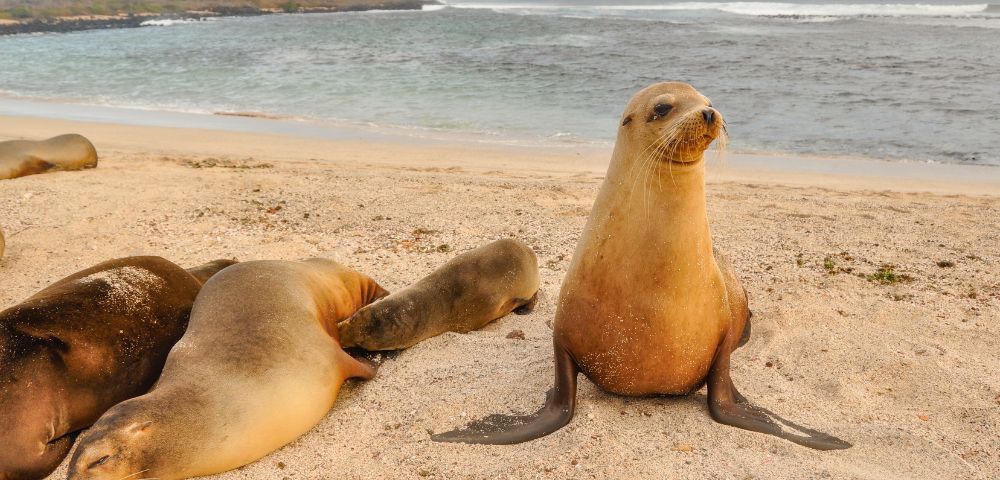 Sea lions rest on a sandy beach by the ocean. One sits upright gazing into the distance. The scene is serene with a cloudy sky and gentle waves.