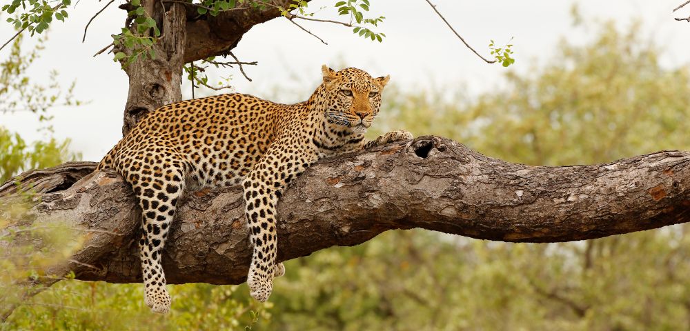 Leopard lounging on a tree branch, its spotted coat contrasting with rough bark. The background is a lush, green savannah, conveying tranquility.