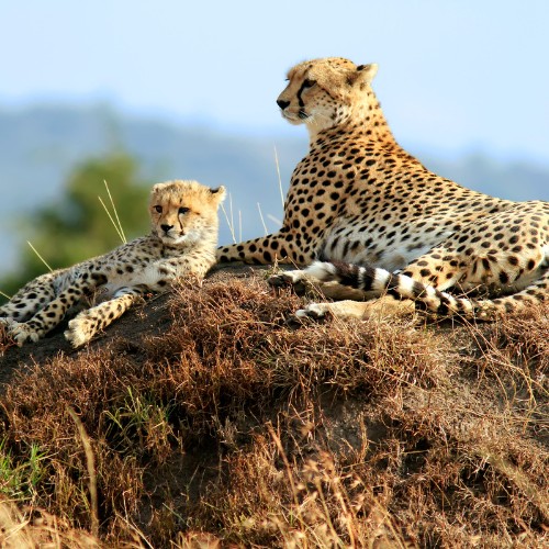 A cheetah and its cub rest on a grassy mound in a savannah. The adult is alert, gazing ahead, while the cub lies beside it, under a clear blue sky.