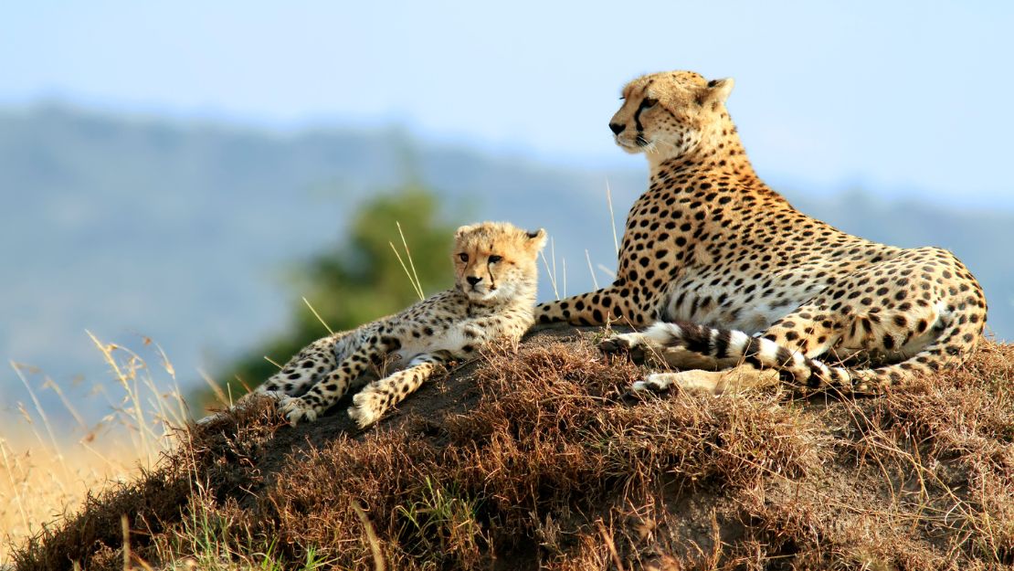 A cheetah and its cub rest on a grassy mound in a savannah. The adult is alert, gazing ahead, while the cub lies beside it, under a clear blue sky.